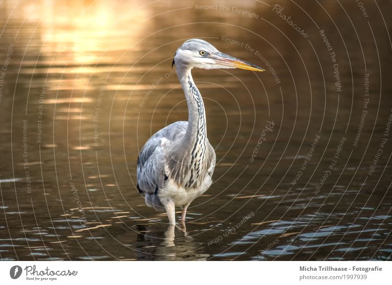 Reiher im See in der Abendsonne Umwelt Natur Tier Wasser Sonne Sonnenaufgang Sonnenuntergang Sonnenlicht Schönes Wetter Wildtier Vogel Tiergesicht Flügel