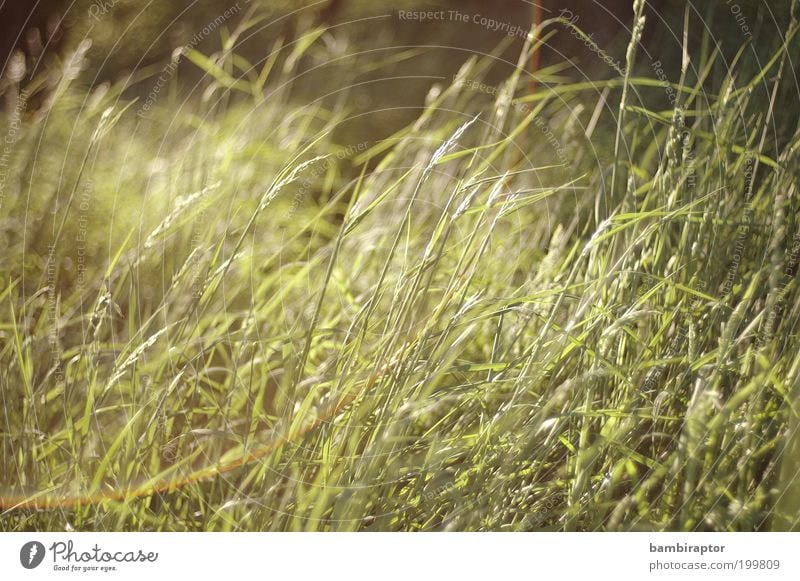 Green Grass Umwelt Natur Pflanze Wiese grün Wachstum Blendenfleck Wildpflanze unberührt Naturwuchs Farbfoto Außenaufnahme Tag Licht Reflexion & Spiegelung