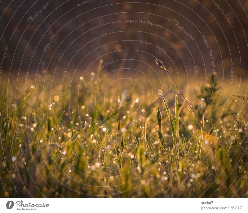 Glitzerhalm Landschaft Wassertropfen Frühling Gras Wiese leuchten Wachstum frisch braun grün Tau aufwachen Morgen Neuanfang Gegenlicht Farbfoto Gedeckte Farben