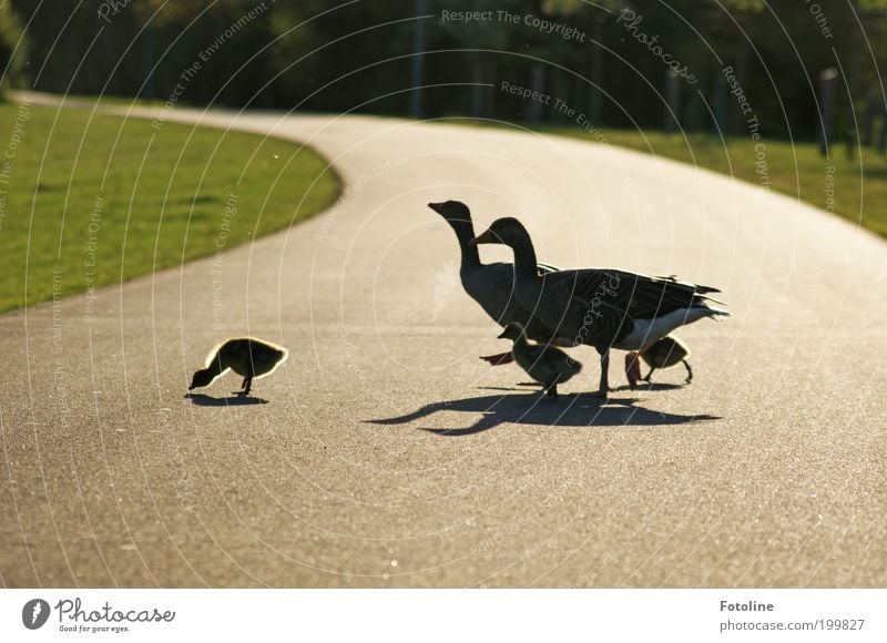 Sonntagsspaziergang Umwelt Natur Landschaft Pflanze Tier Urelemente Erde Frühling Wärme Gras Park Wiese Wildtier Vogel Tierjunges Tierfamilie hell weich Gans