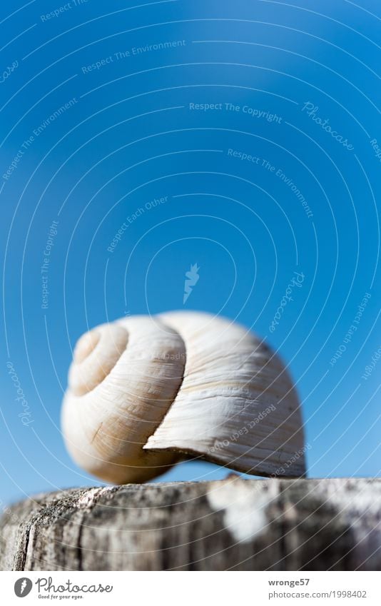 Leerstand Schneckenhaus klein nah blau braun grau leer Blauer Himmel Holzpfahl Hochformat Nahaufnahme Farbfoto mehrfarbig Außenaufnahme Detailaufnahme