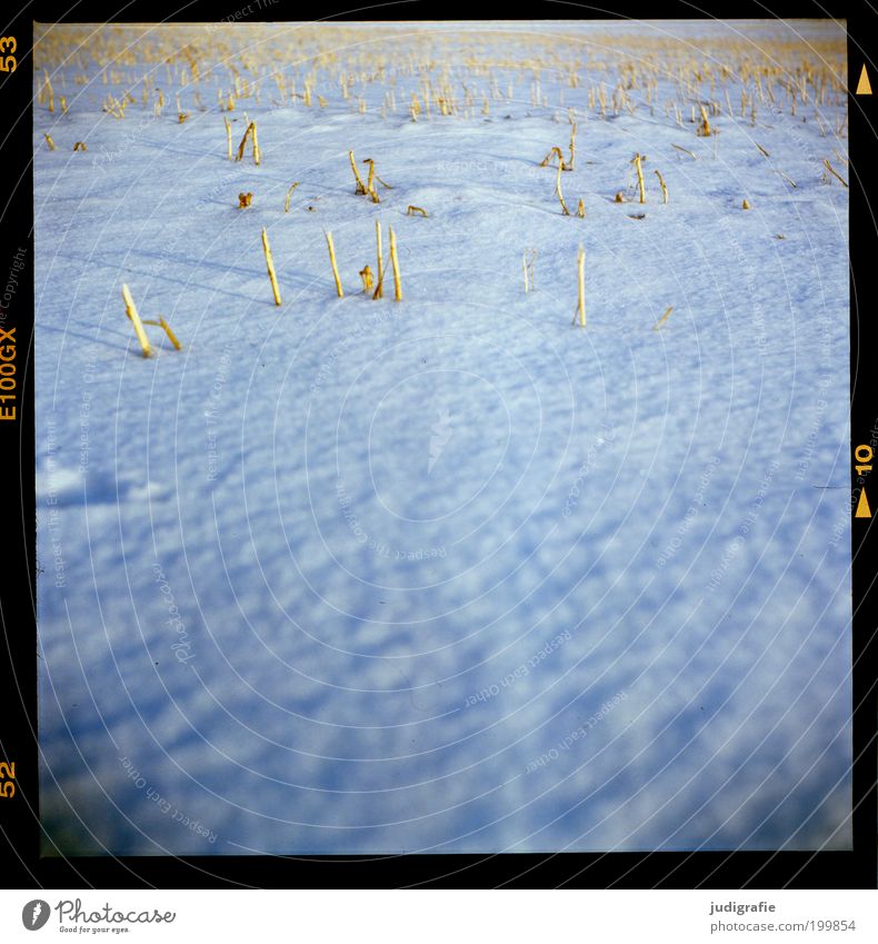 Acker Umwelt Natur Landschaft Winter Schnee Nutzpflanze Feld kalt natürlich weich Stimmung ruhig Vergänglichkeit Dia Halm Getreide Getreidefeld Rest kahl