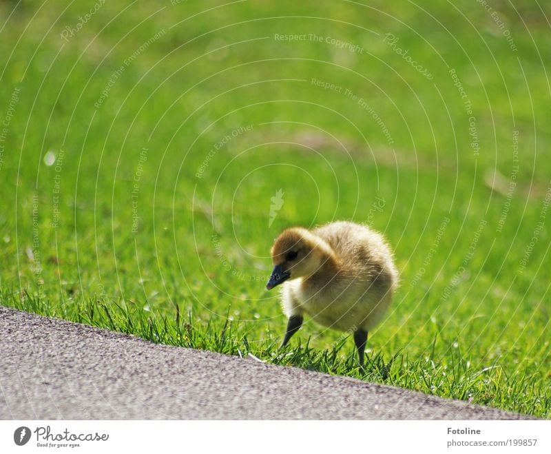 Links, rechts, links und los! Umwelt Natur Landschaft Pflanze Tier Frühling Klima Wetter Schönes Wetter Wärme Gras Park Seeufer Wildtier Vogel Tierjunges klein