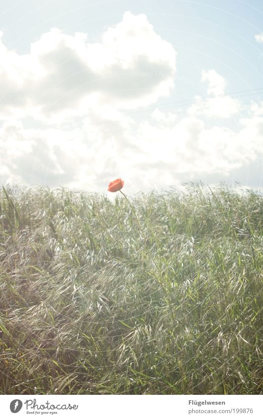 Manchmal wenn der Mann im Mohn Freizeit & Hobby Ferien & Urlaub & Reisen Kunst Umwelt Natur Himmel Sonne Sommer Klima Pflanze Blume Gras Garten Park Wiese Feld