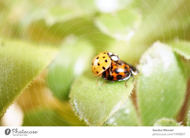 Marienkäfer II Natur Pflanze Frühling Sommer Blatt Käfer 2 Tier Tierpaar wählen hocken krabbeln Sex natürlich rot Tierliebe gleich Umwelt Umweltverschmutzung