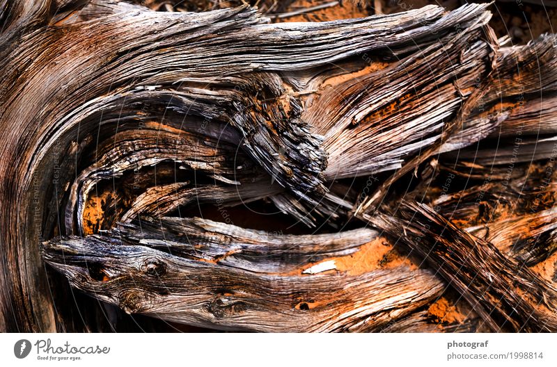 Baumwurzel Umwelt Natur Landschaft Erde Luft Wasser Sonnenlicht Sommer Herbst Klima Park Fliege Biene Schmetterling Käfer Schlange Holz Zeichen alt