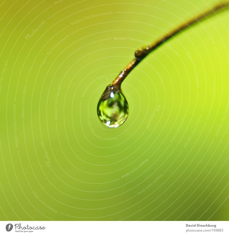 Rainy days - great pics Leben harmonisch ruhig Natur Pflanze Wassertropfen Frühling Sommer grün Tau glänzend rund Farbfoto Außenaufnahme Nahaufnahme