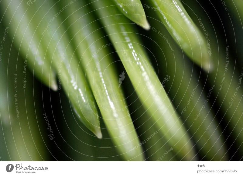 jung und frisch Umwelt Natur Pflanze Frühling Baum Grünpflanze Nadelbaum stechen zart schön nass neu Neugier saftig Sauberkeit stachelig weich grün Zusammenhalt