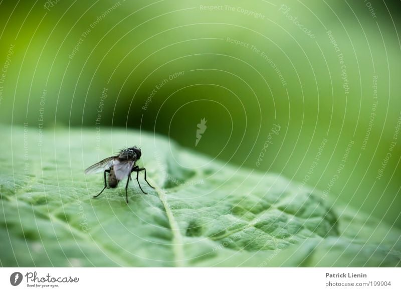 Learning to fly Umwelt Natur Pflanze Frühling Blatt Garten losfliegen Flügel grün Insekt klein Außenaufnahme Nahaufnahme Menschenleer Textfreiraum oben Tag