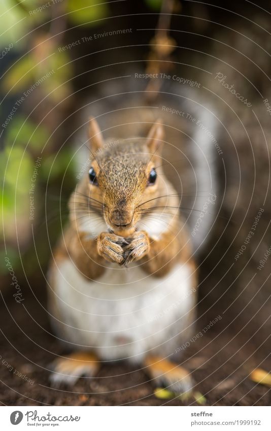 Tiere in der Stadt 4 1 niedlich Eicheln Eichhörnchen Herbst nagen Park Boston braun Farbfoto mehrfarbig Außenaufnahme Textfreiraum oben