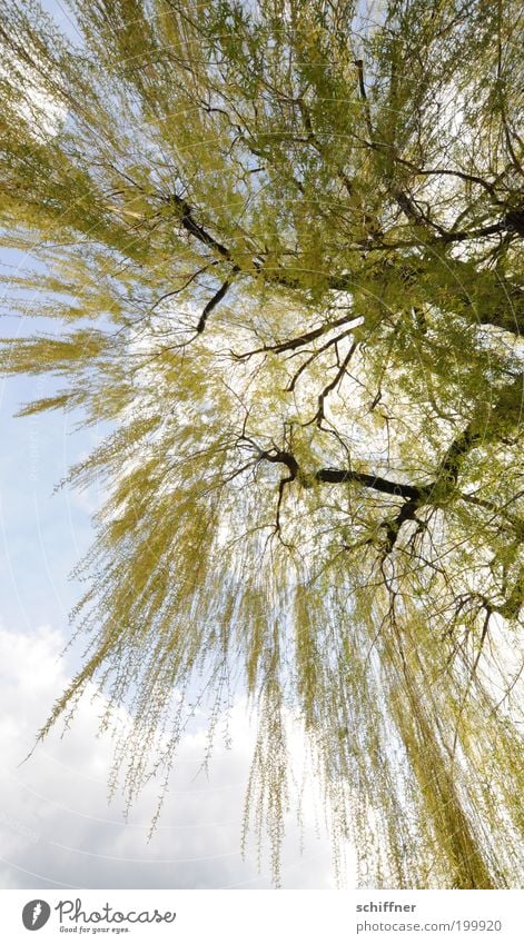 Lass fallen, Baby! Umwelt Natur Pflanze Schönes Wetter Baum lang wild grün Romantik Traurigkeit Sehnsucht ästhetisch Stress bizarr elegant Mittelpunkt