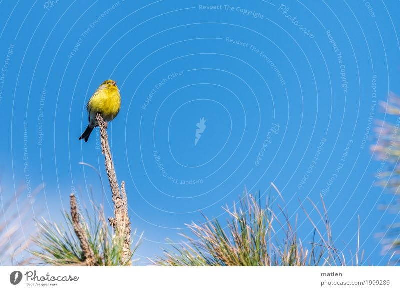 Kanarienvogel Baum Tier Vogel 1 sitzen frisch blau gelb grün Aussicht oben on the top frei Farbfoto Außenaufnahme Nahaufnahme Menschenleer Textfreiraum links