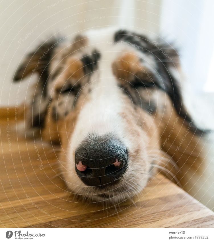 Australian Shepherd close up Tier Hund 1 atmen schlafen warten Glück schön Zufriedenheit Lebensfreude Geborgenheit Schnauze Nase mehrfarbig Farbfoto