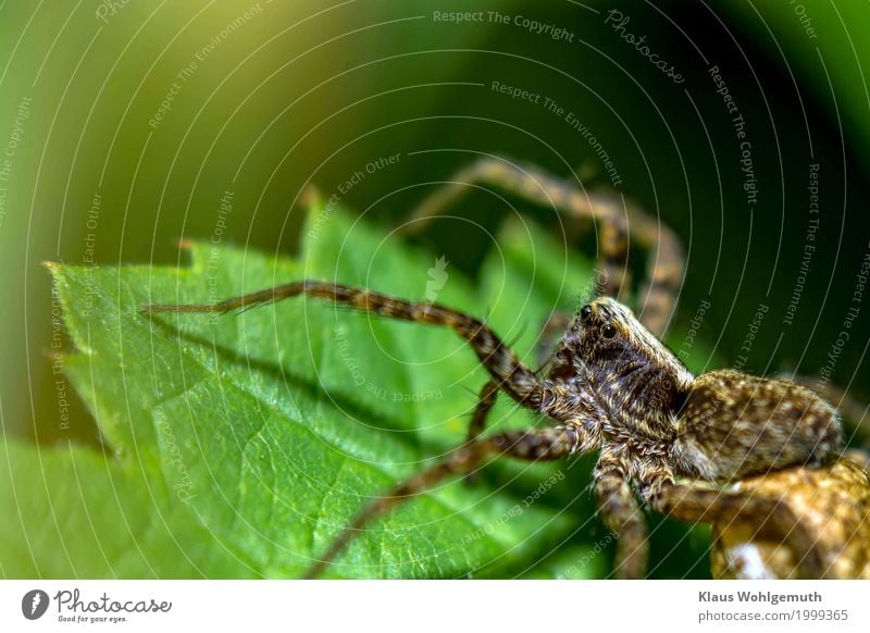 Black eye Umwelt Natur Tier Sommer Herbst Pflanze Blatt Park Wiese Wald Spinne 1 beobachten Blick Aggression gruselig nah braun gold grün schwarz gefährlich