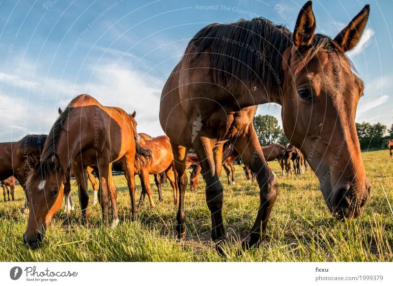 Pferdeherde braun Wildtier Wiese Tier Natur Weide Fohlen Fressen Nahaufnahme Froschperspektive Mähne Himmel Sommer grün Brauner Gras wild