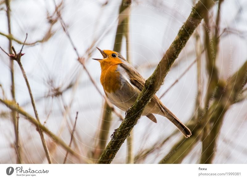 Pfeiffendes Rotkehlchen Sänger singen Gezwitscher rotbraun Vogel klein Feder orange sitzen Nahaufnahme Fliegenschnäpper Tier Frühling