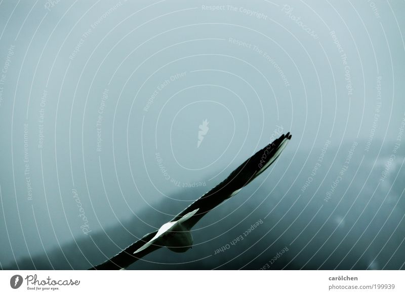 fallend. Tier Vogel 1 fliegen trist grau silber Gelassenheit ruhig Hoffnung Einsamkeit Möwe Sinkflug Nebel Farbfoto Gedeckte Farben Außenaufnahme Menschenleer