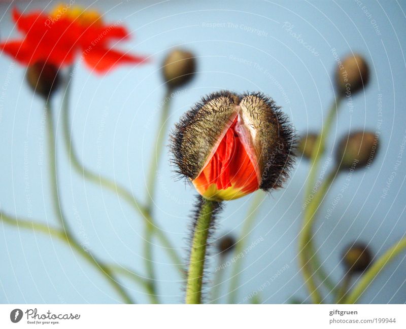 sollbruchstelle Natur Pflanze Frühling Blume Blüte Garten Wiese Duft Wachstum frisch blau rot Vorfreude Kraft Willensstärke Tatkraft Leben Wandel & Veränderung