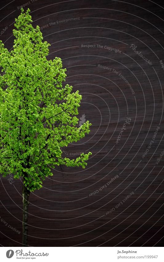 Baum vor Wand - Expo Hannover Pflanze Mauer braun grün Zufriedenheit Holz Gebäude Farbfoto Außenaufnahme Menschenleer Textfreiraum rechts Tag Zentralperspektive