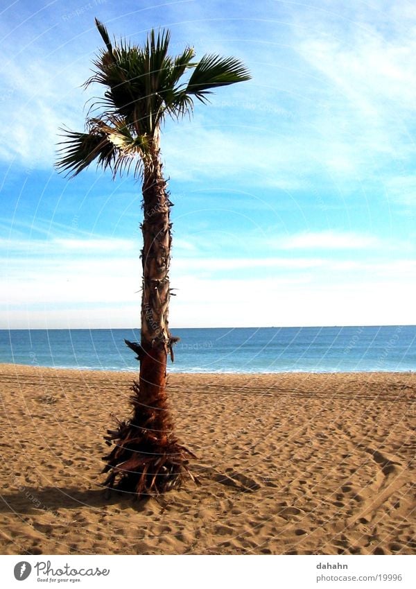 Palm Beach Palme Baum Strand Meer Spanien Ferien & Urlaub & Reisen See Barcelona Europa Sand