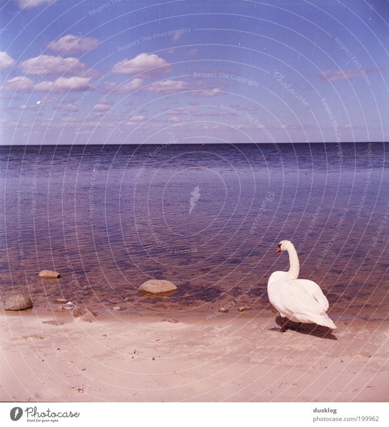 Endlich mal am Meer Umwelt Natur Wasser Himmel Horizont Sommer Schönes Wetter Küste Strand Ostsee Tier Schwan beobachten Erholung Ferien & Urlaub & Reisen Blick