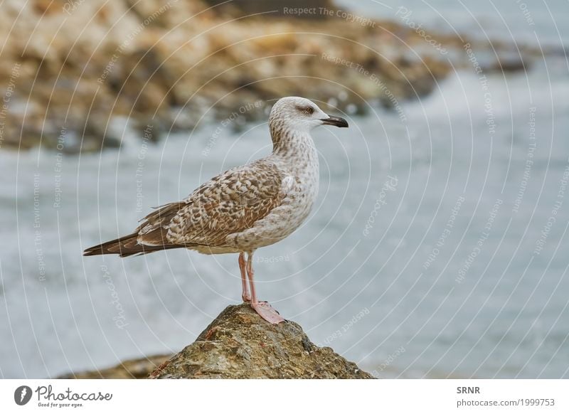 Seemöwe, die auf Stein stillsteht Tier Vogel 1 stehen wild Schnabel Geldscheine aussruhen jung Vogelbeobachtung Jungvogel schmiegend Pullus aquatisch Vogelwelt