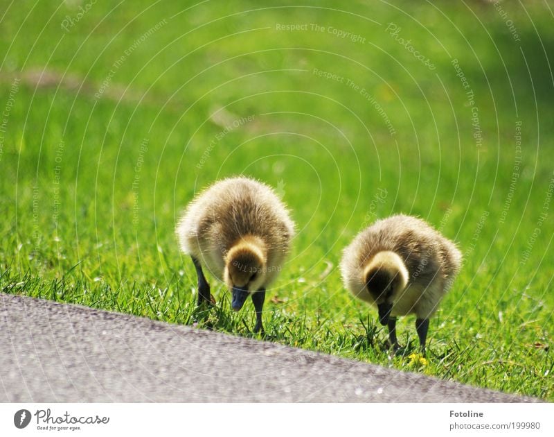 Happy Birthday Bellaluna! Umwelt Natur Landschaft Pflanze Tier Urelemente Erde Luft Frühling Klima Wetter Schönes Wetter Wärme Gras Park Wiese Seeufer Wildtier