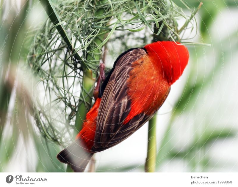 häuslebauer Ferien & Urlaub & Reisen Tourismus Ausflug Abenteuer Ferne Freiheit Natur Pflanze Tier Gras Sträucher Südafrika Wildtier Vogel Flügel webervogel