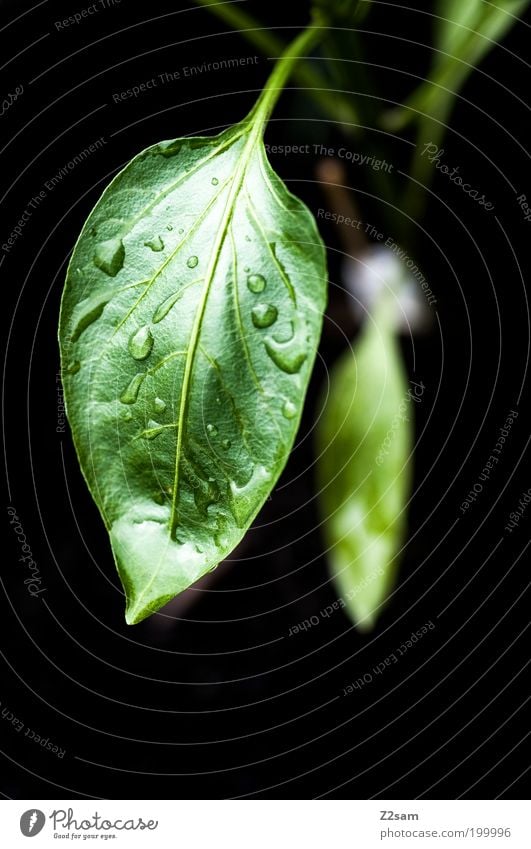 Einzelgänger elegant Stil Umwelt Natur Landschaft Pflanze Grünpflanze Chili Einfamilienhaus Balkon ästhetisch dunkel einfach frisch Gesundheit nass grün