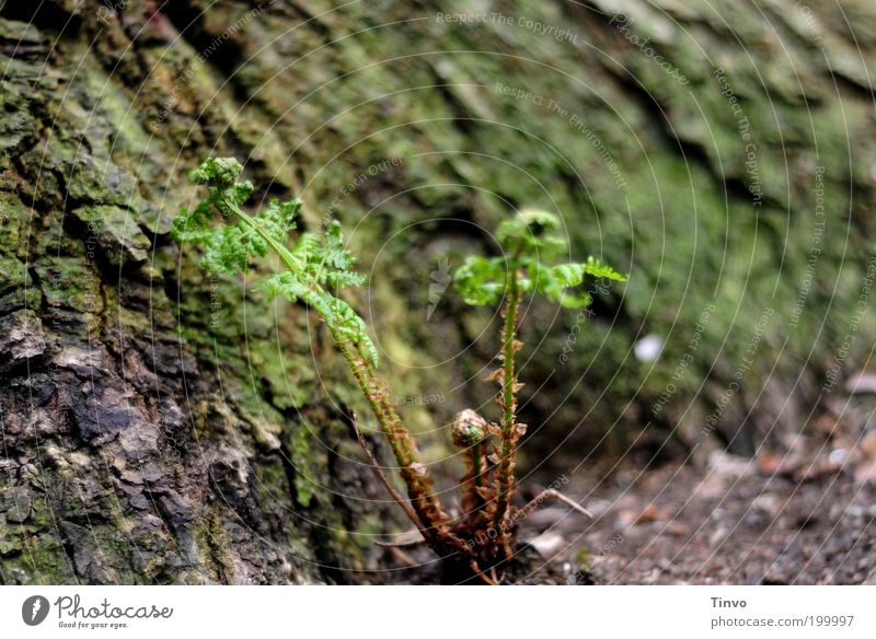 Standort Natur Frühling Farn grün Wachstum Baumstamm Baumrinde Pflanze Schutz Waldboden feucht feuchtkalt Trieb Farbfoto Außenaufnahme Menschenleer