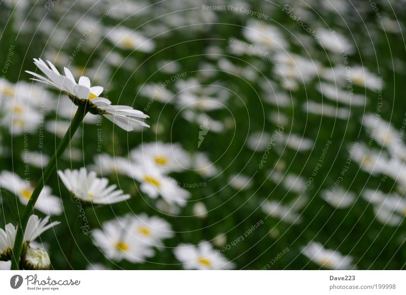 Silhouette einer Schönheit Umwelt Natur Pflanze Frühling Gras Blüte Grünpflanze Wildpflanze Margerite Wiese authentisch elegant natürlich schön gelb grün weiß