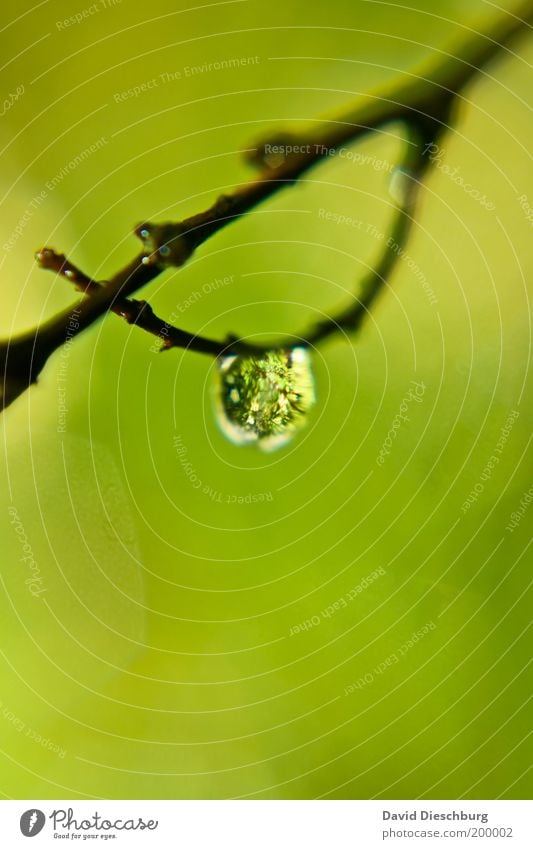 Am seidenen Ast Leben harmonisch ruhig Natur Pflanze Wassertropfen Frühling Sommer grün silber weiß glänzend nass dünn Farbfoto Außenaufnahme Nahaufnahme