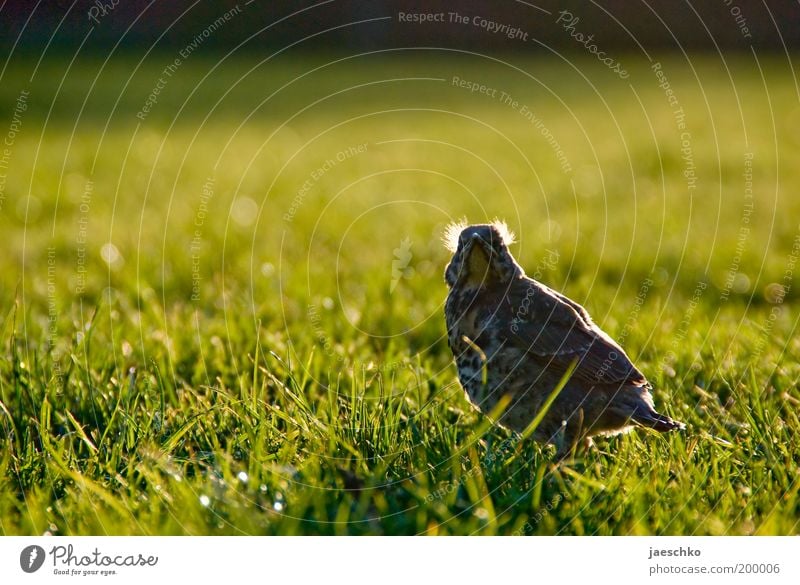 ...Mami?! Natur Frühling Gras Garten Park Wiese Vogel 1 Tier Tierjunges frech klein Neugier niedlich Kraft Willensstärke Mut Wachsamkeit bedrohlich