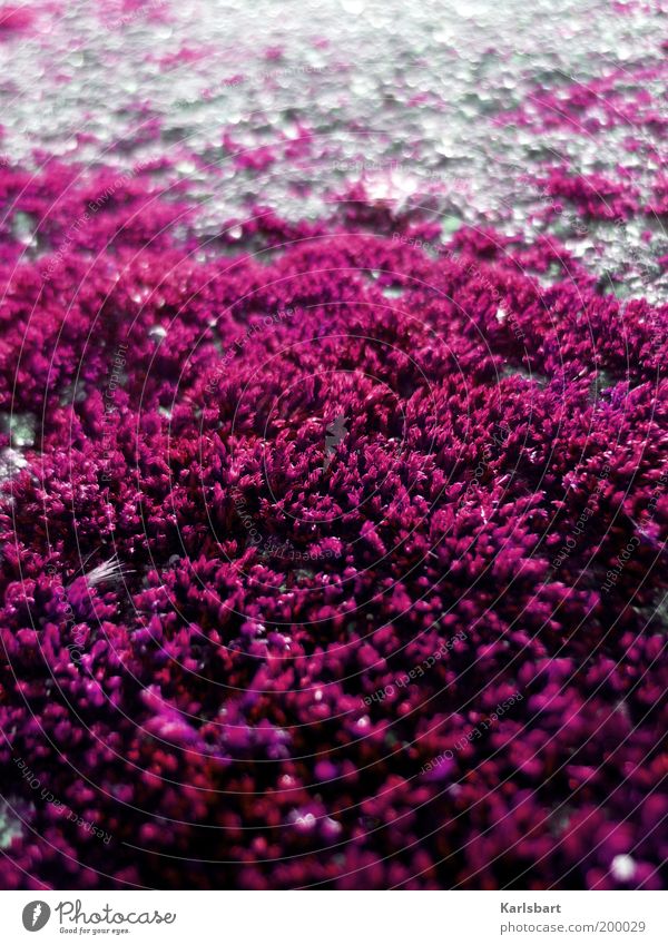 pink. Umwelt Natur Pflanze Moos Wildpflanze Stein grau bizarr Perspektive Farbe Licht Naturwuchs Wachstum Moosteppich Farbfoto mehrfarbig Außenaufnahme