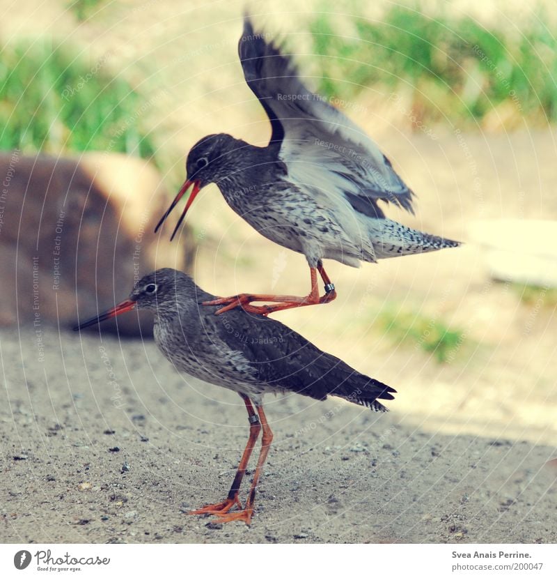 force attack Umwelt Natur Sand Sonnenlicht Schönes Wetter Tier Vogel Zoo 2 Bewegung springen außergewöhnlich exotisch wild weich Mut Tatkraft Gier