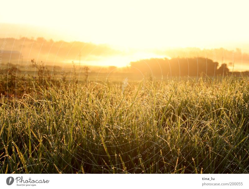 sunrise in south africa Ferien & Urlaub & Reisen Tourismus Ferne Freiheit Safari Sommer Sommerurlaub Sonne Natur Landschaft Pflanze Wassertropfen Himmel Wolken