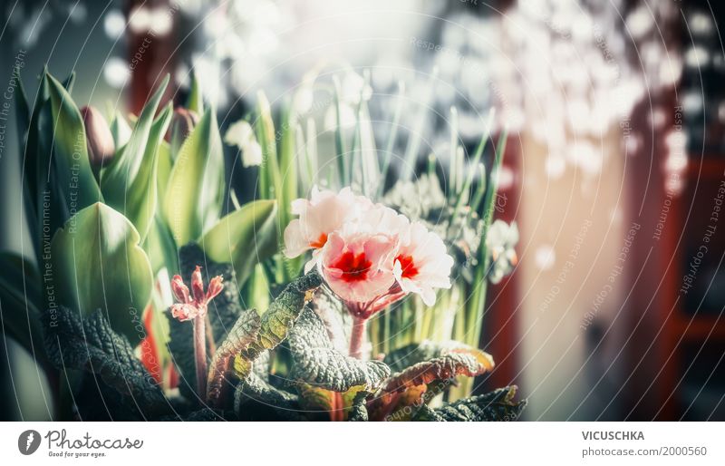 Hübsche Blumen am Bokeh Hintergrund Stil Design Sommer Wohnung Innenarchitektur Dekoration & Verzierung Natur Pflanze Frühling Tulpe Blatt Blüte Blumenstrauß