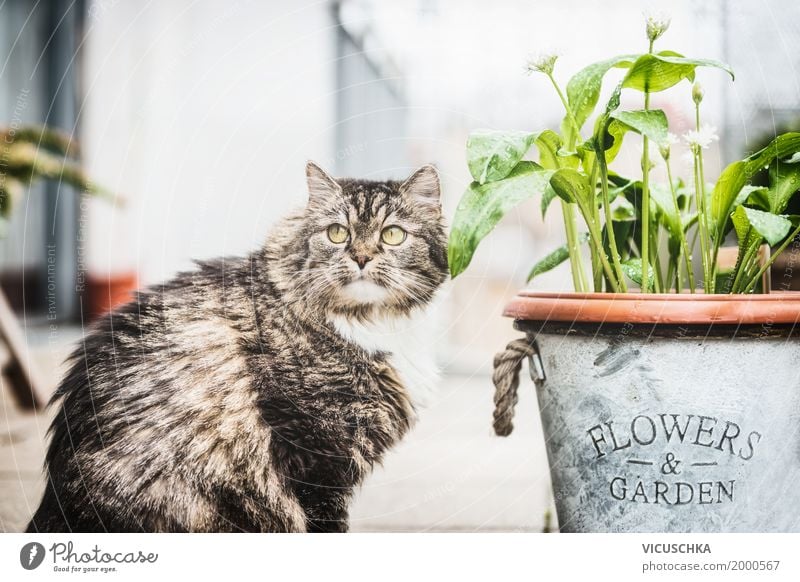 Katze auf Terrasse mit BlumenTopf Lifestyle Sommer Häusliches Leben Garten Tier Haustier 1 Design Natur Außenaufnahme Blumentopf Farbfoto Textfreiraum oben