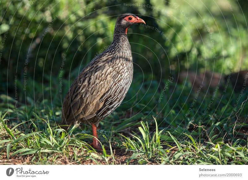 Obacht Ferne Freiheit Umwelt Natur Schönes Wetter Gras Park Wiese Tier Wildtier Vogel Frankolin Fasanenartiger 1 beobachten exotisch nah natürlich Farbfoto