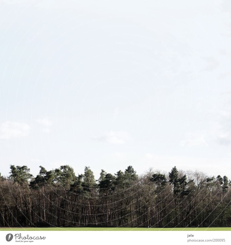 Ökoton Natur Landschaft Himmel Pflanze Baum Gras Grünpflanze Wiese Wald Unendlichkeit blau grün Verantwortung Waldrand Sauerstoff Umweltschutz Farbfoto