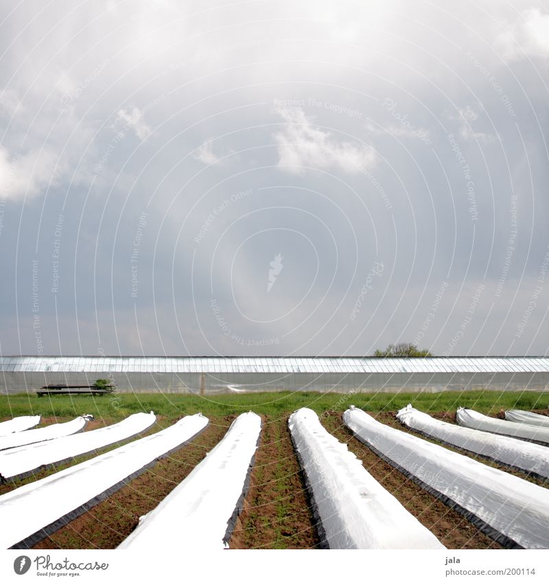 Spargelacker Gemüse Arbeit & Erwerbstätigkeit Gartenarbeit Natur Landschaft Himmel Wolken Frühling Pflanze Grünpflanze Nutzpflanze Feld nachhaltig Ackerbau