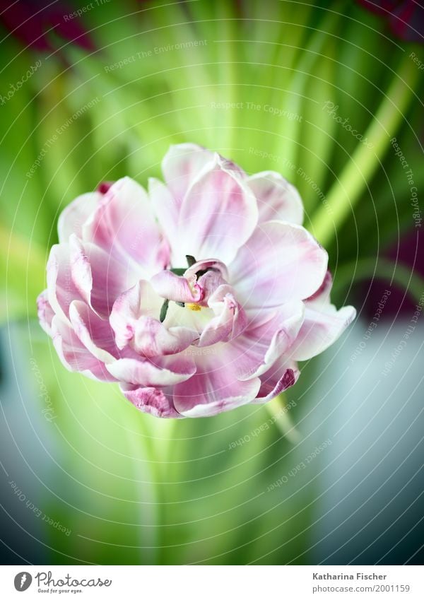 Frühlingsgruss IV Natur Pflanze Tulpe Blühend ästhetisch schön gelb grün rosa rot weiß Blume Dekoration & Verzierung welk Frühlingsblume Frühlingsbote Farbfoto