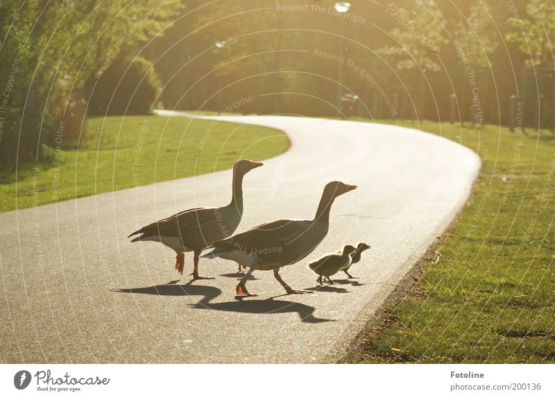 Für alle Väter und Mütter! ;-) Umwelt Natur Landschaft Pflanze Tier Frühling Klima Wetter Wärme Gras Park Wildtier Vogel Flügel Tierjunges Tierfamilie hell