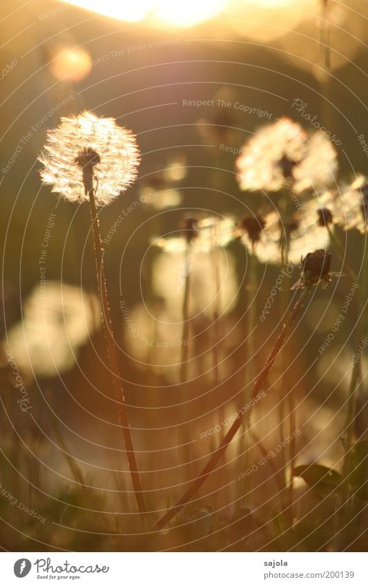 pusteblumen bereit zum abflug Umwelt Natur Pflanze Blume Gras Blüte Löwenzahn Löwenzahnfeld Wiese Blühend leuchten stehen verblüht ästhetisch Verfall