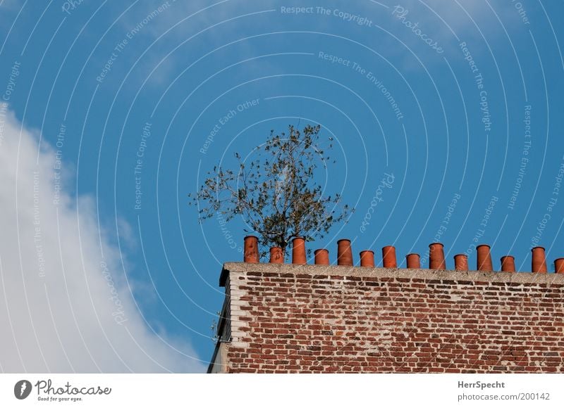 Kaminbaum Himmel Wolken Baum Menschenleer Bauwerk Mauer Wand Schornstein einzigartig lustig blau braun grün weiß Tapferkeit Leben bescheiden Farbfoto