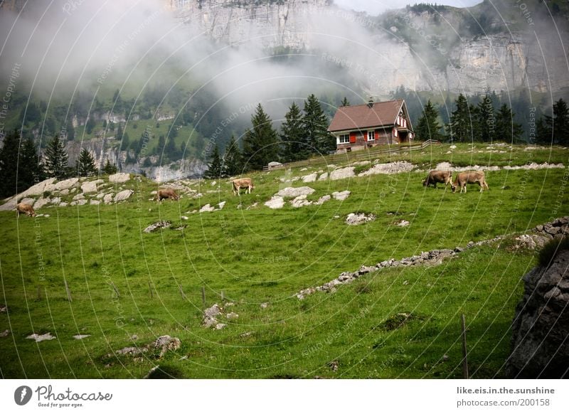 Postkarte aus dem Appenzell: 1,10€ Sommerurlaub Berge u. Gebirge Alm Hüttenferien Kuh ästhetisch fantastisch schön grün Glück Fröhlichkeit Zufriedenheit