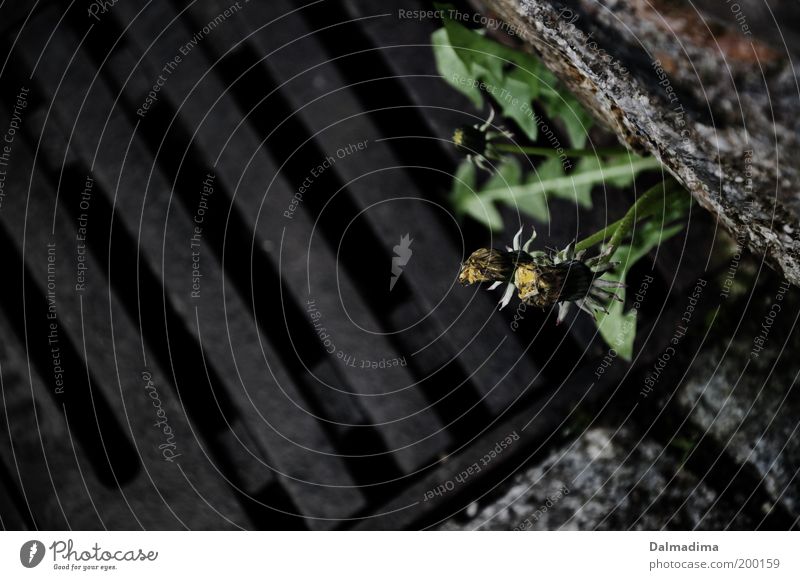 Löwenzahn Natur Pflanze Blume Stein Optimismus Mut schön authentisch Leben entdecken Freiheit Perspektive rebellieren Gully Durchbruch Farbfoto Gedeckte Farben