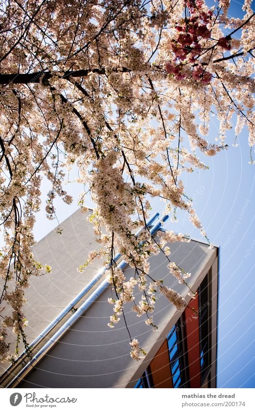 NATURE vs. ARCHITECTURE Umwelt Natur Landschaft Himmel Frühling Schönes Wetter Pflanze Baum Blüte Park Menschenleer Haus Gebäude Architektur Fenster Blühend