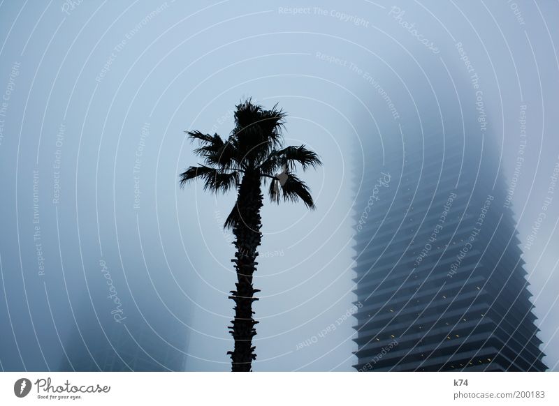 towers, fog and palm tree Farbfoto Gedeckte Farben Außenaufnahme Nebel Stadt Skyline Hochhaus Bauwerk Gebäude Architektur bedrohlich geheimnisvoll groß hoch