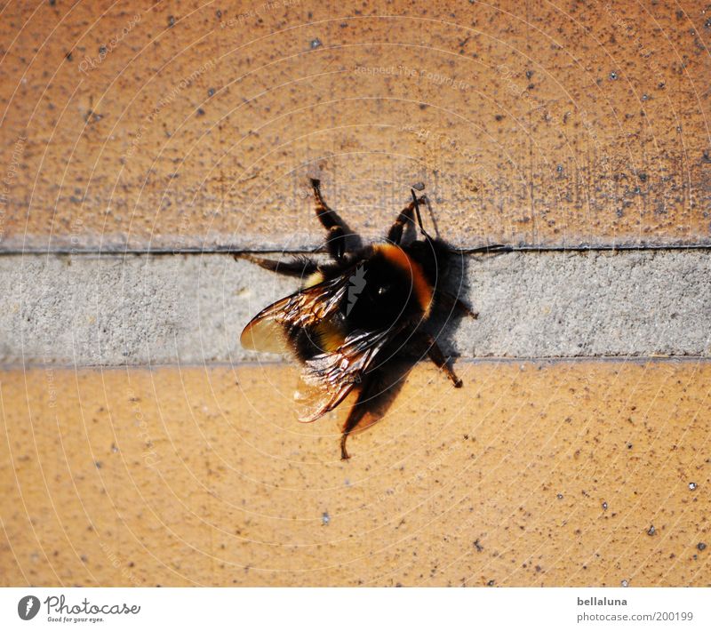 Chill-out-Zone Umwelt Natur Schönes Wetter Tier Flügel 1 dick schön schwarz Insekt Hummel Wand Haus Pause Erholung Trennlinie Markierungslinie Farbfoto